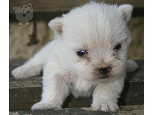 WEST HIGHLAND WHITE TERRIER Aσπρος Τεριέ των Δ. Χάιλαντς